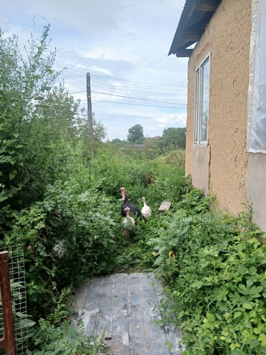 Индюки и индюшки .