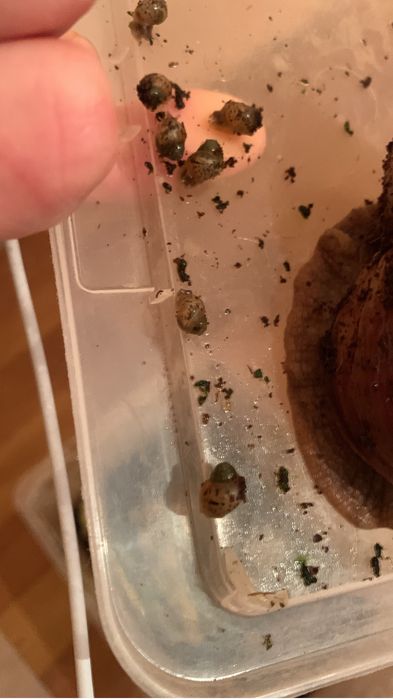 улитки ахатины в добрые руки