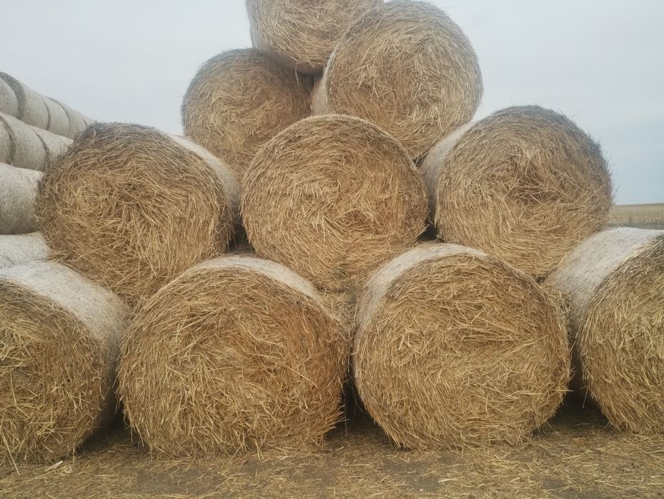 Vând tulei și paie de grau