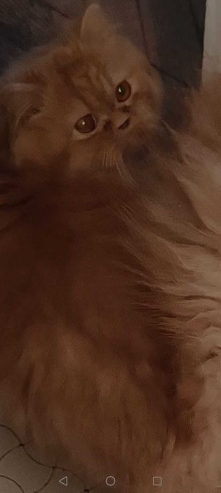 Pisica persana culoare vibranta