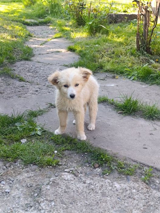 Ofer spre adoptie 3 pui de catei