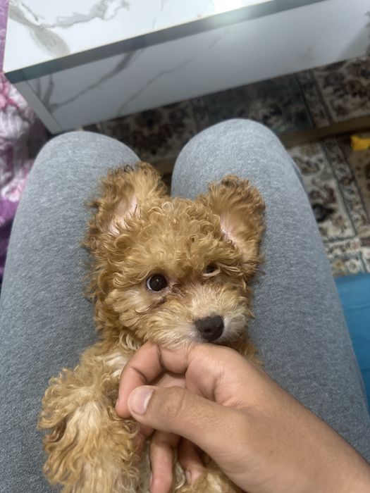 Пудел каралевский.