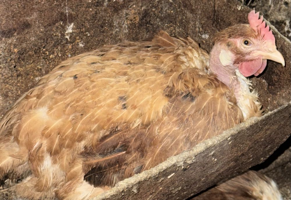 Куры несушки на продажу