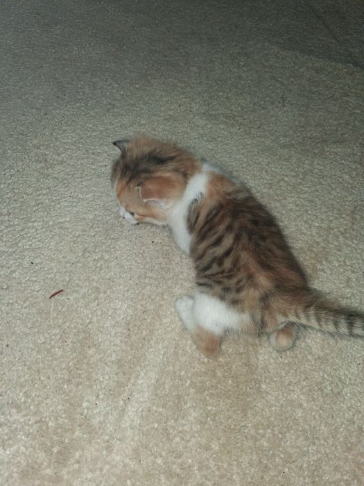 Кошка mushukcha xadiyaga