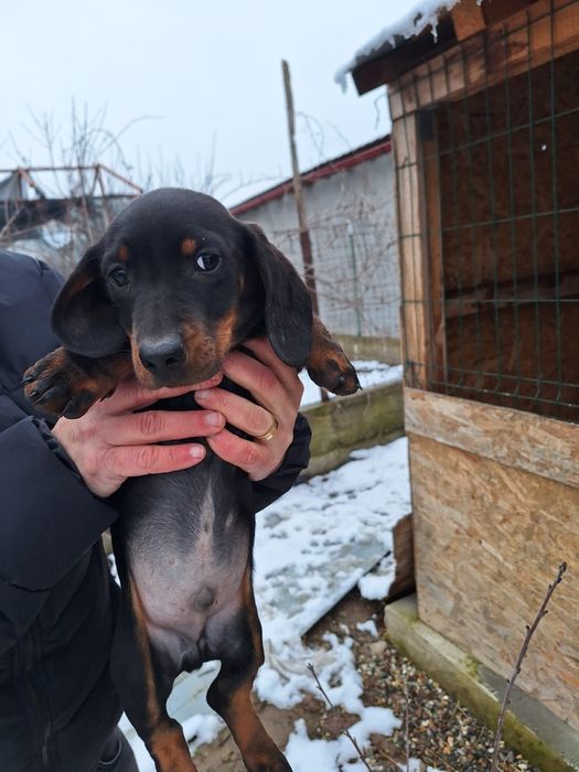 Mascul și femelă Teckel standard