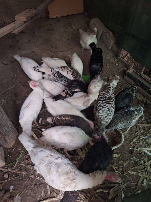 Индюки домашние свои