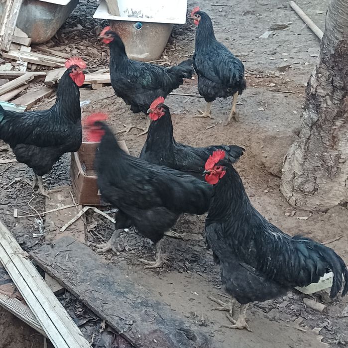 JERSI GIGANT xoʻrozlar