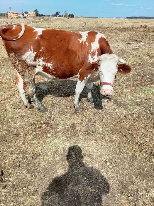 Vaca de a fata 5 luni
