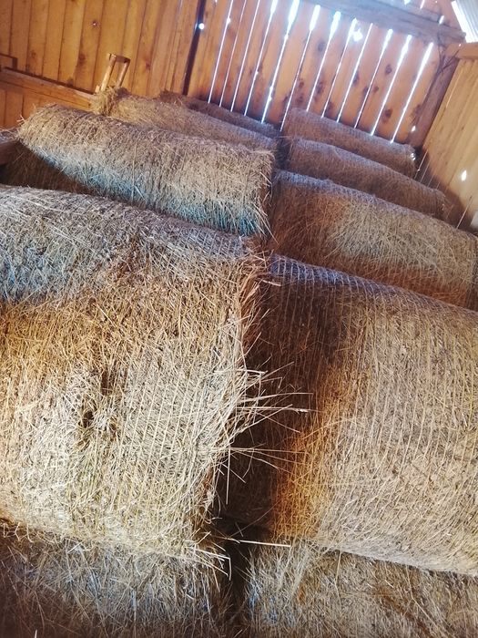 Vând baloții rotunzi de fan calitatea 1