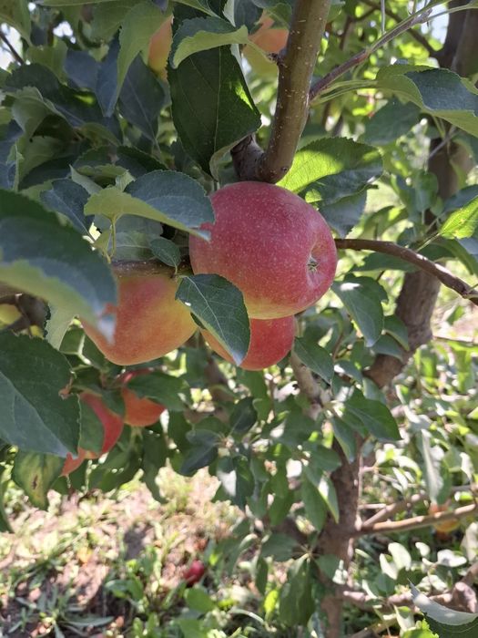Продам яблоки собственного сада