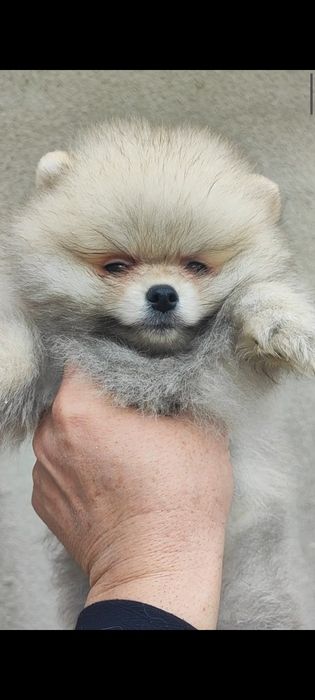 Померани момче и момиче