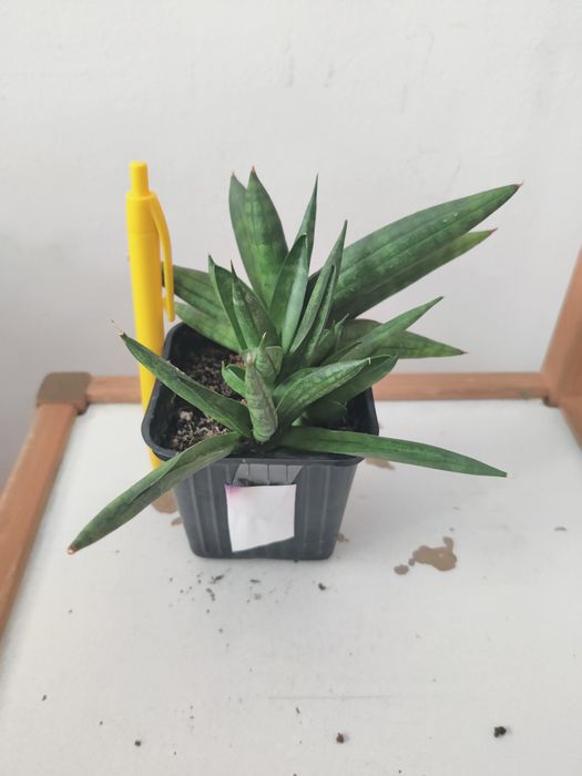 Planta Sansevieria matura