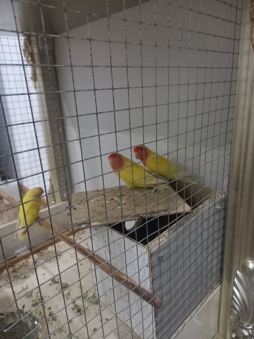 Птенец неразлучники