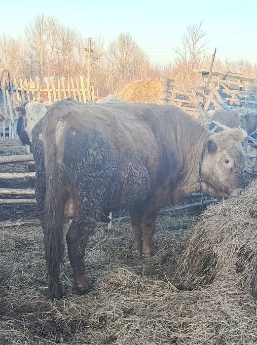 Продам быка трехгодовалого