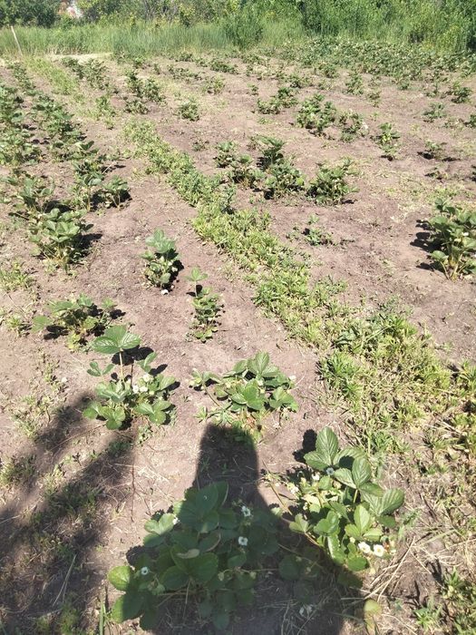 Продаётся даця срочно!!!