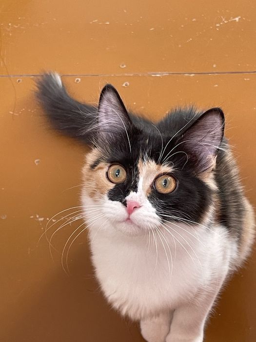 Отдам в добрые руки котят