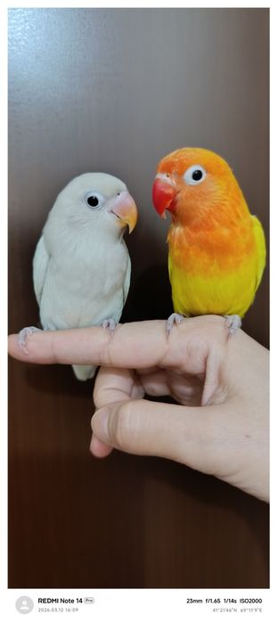 Ruchnoy popugay nerazluchka