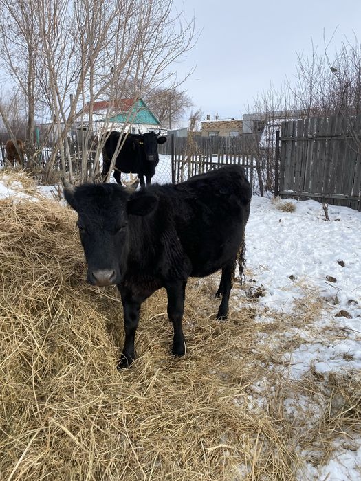 Перво телки Коровы
