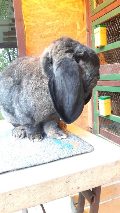 Iepuri Rasa Marele Berbec German