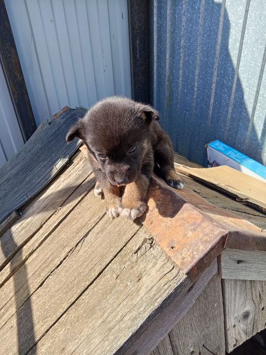 Отдам щеночка в добрые руки