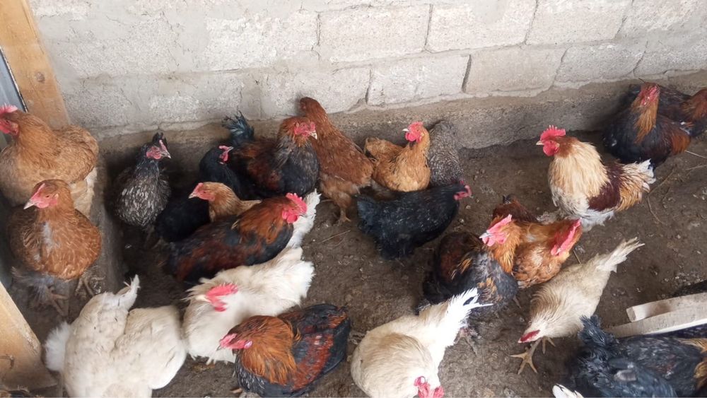 Қызылорда каласы жалағаш ауданы