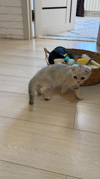 Котенок Вислоухий британец
