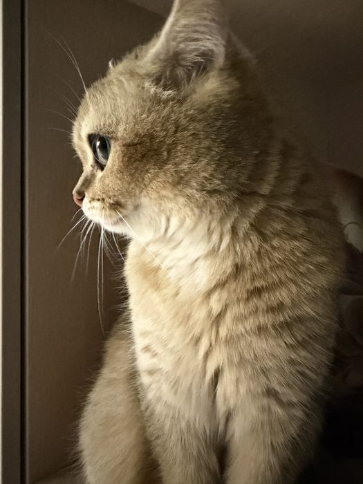 Продаётся очаровательный кот— Золотая Шиншилла