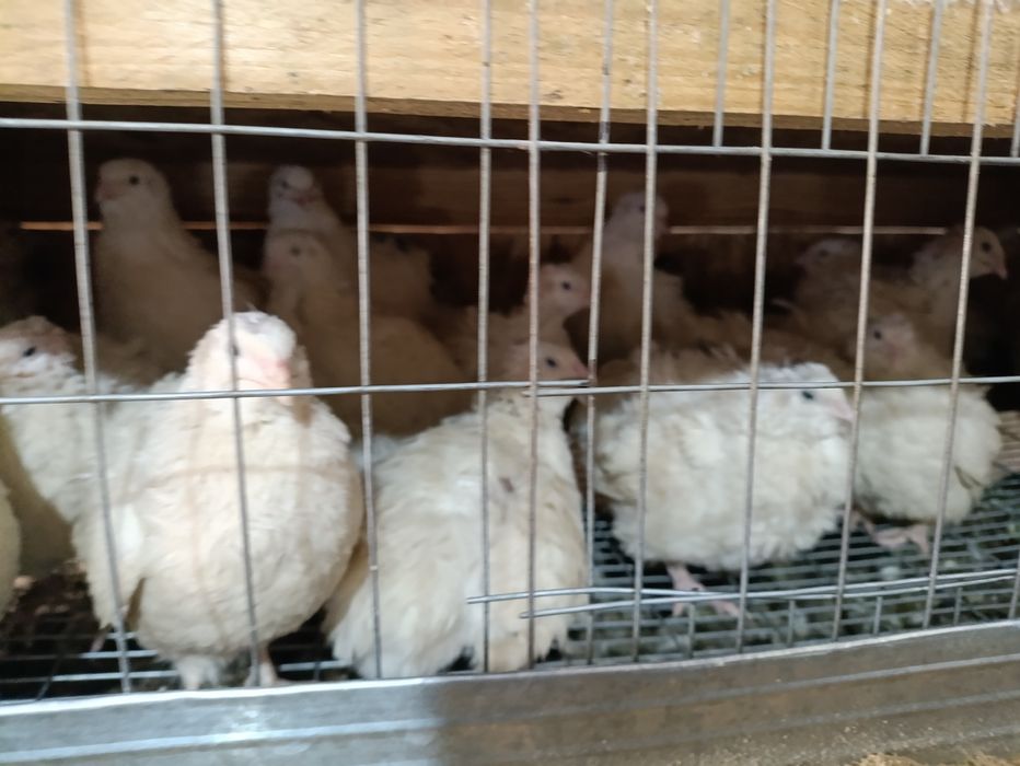 Белый гигант тухумларига заказ оламиз