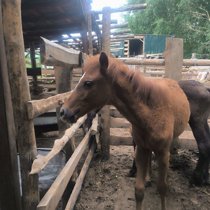 Құлындар сатылады