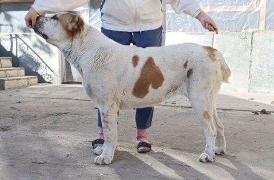 Щенки порода Алабай возраст 40дней