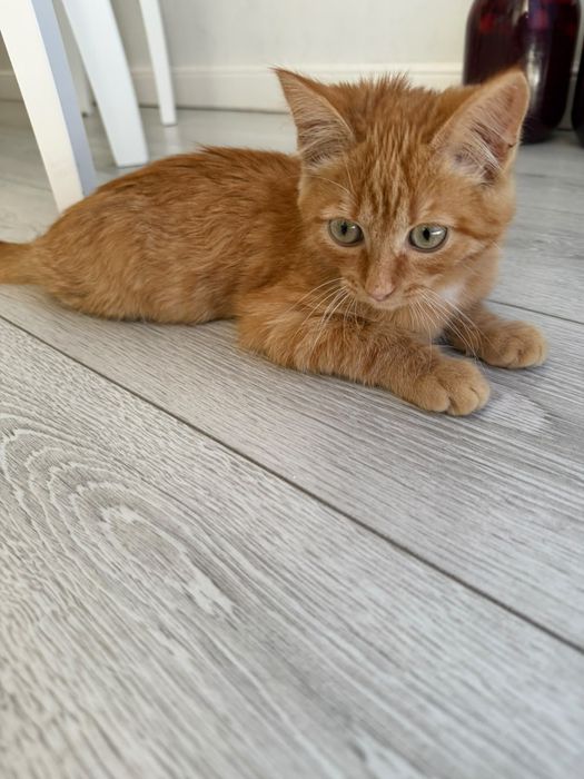 Отдам бесплатно котёнка