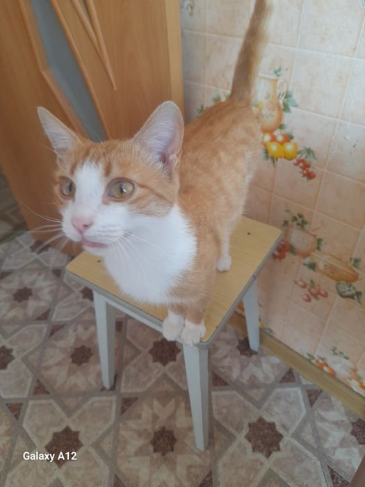 Котик в добрые руки