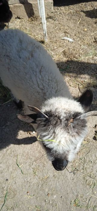 Vand 2 mioare sí un berbec