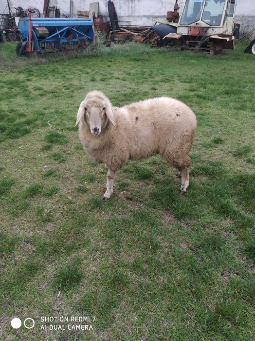 Агнеженско бергамас