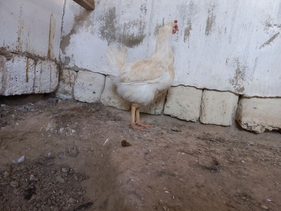 Атеш сатылады!!!