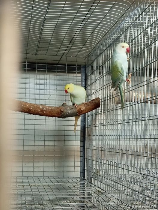 Papagali micul Alexandru