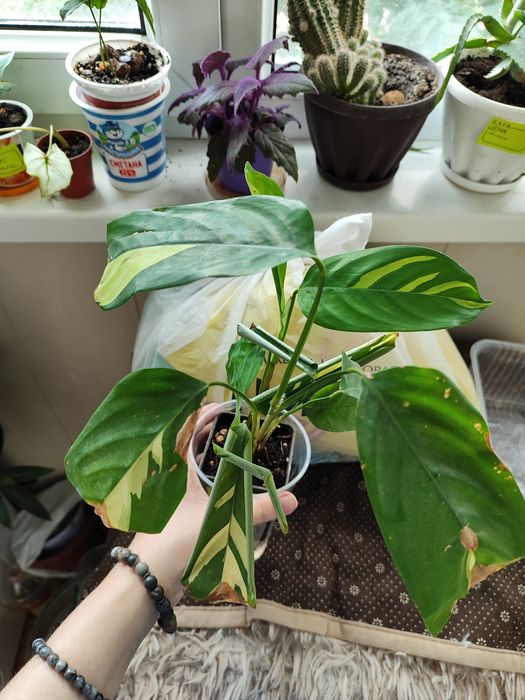 Растение комнатное Калатея ктената