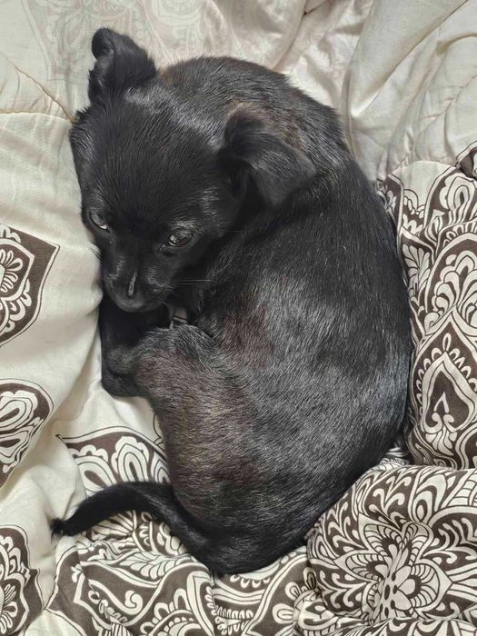 Айра си търси любящ дом