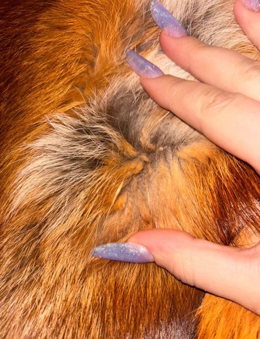 Haină de blană de vulpe.(Red Fox)