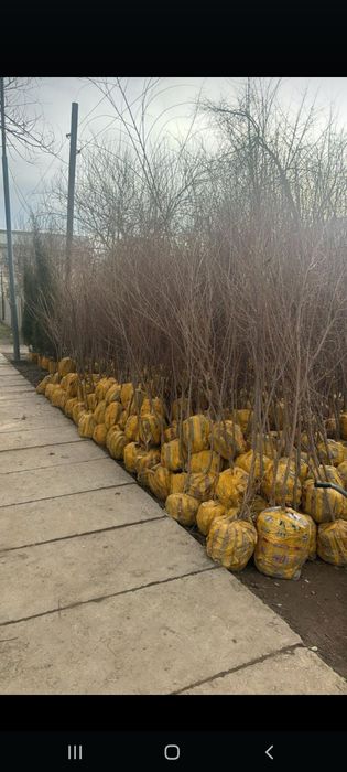 Продаю цаженцы деревя