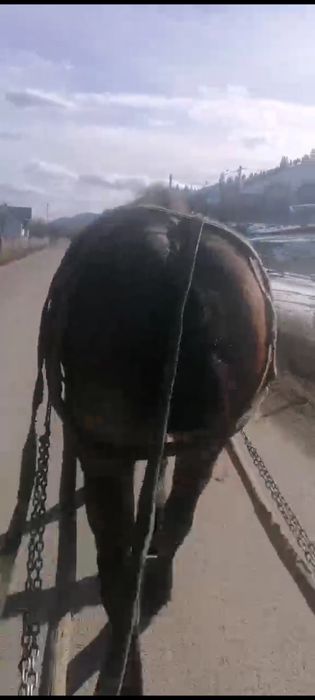 Vând Iapa 3 ani ,foarte cuminte