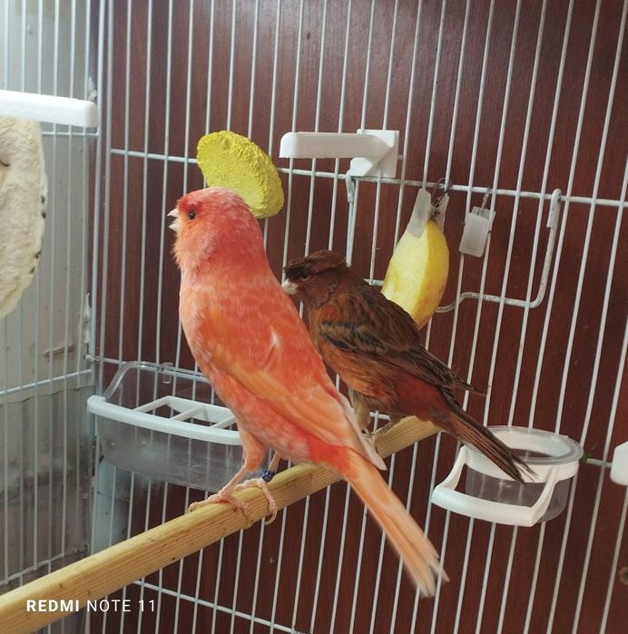 Канарейкала.  нарла сотилади. Тошкентда