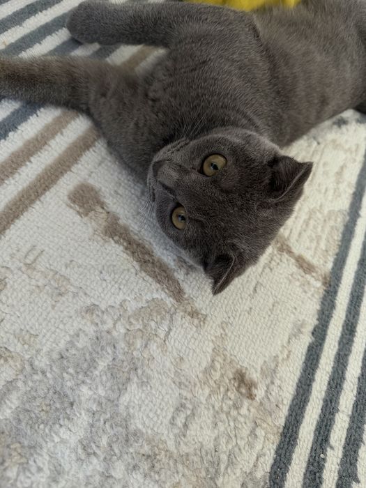 Продаю вислауху