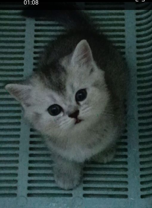 Котята шиншиллы серебристые