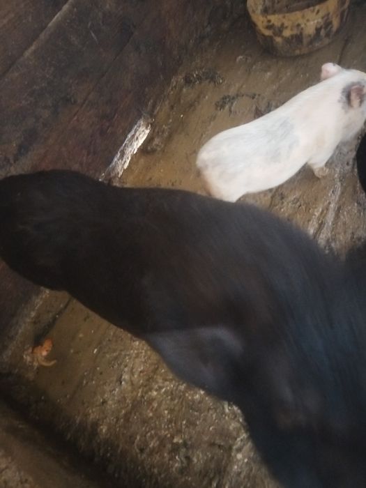 Свиньи вьетнамские