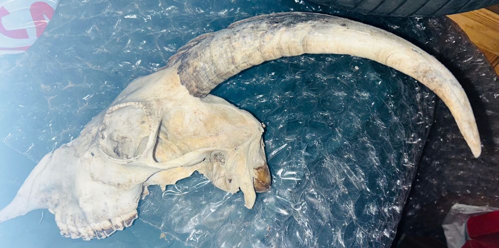 Рога за кукерски маски