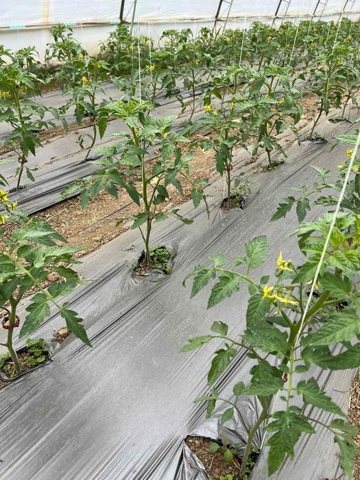 Продава се Земеделски имот в Търговище, Промишлена зона -  кв.м за 8334 €/дка - Снимка #9