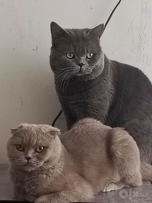 Продаются котята