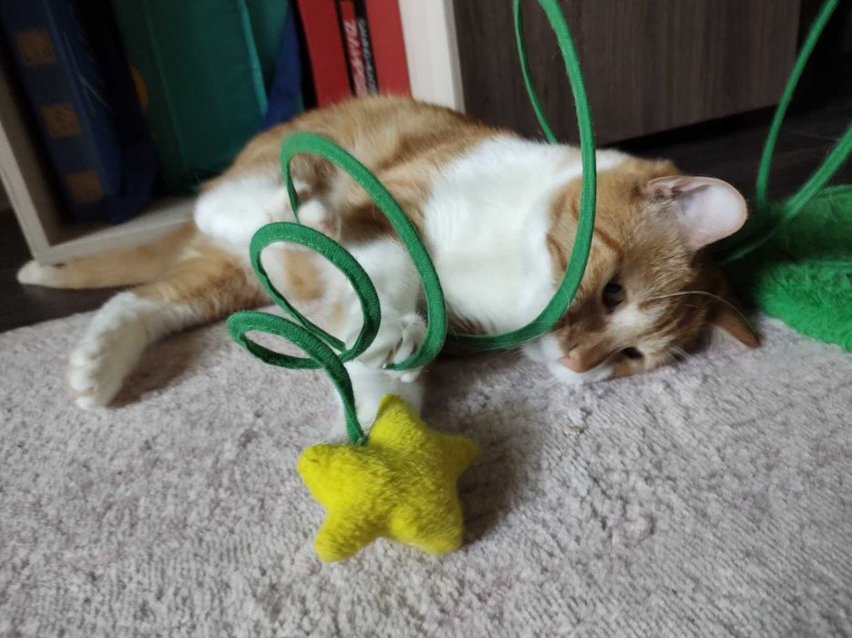 Осинови коте Кюфтенце