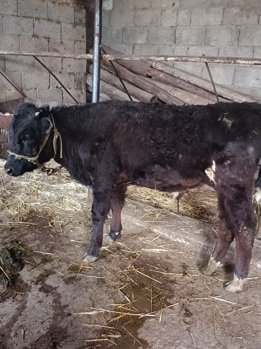 Бузаулар сатылады